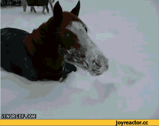 гифки-лошадка-живность-снег-1098537 (316x251, 1924Kb)
