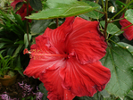  DSC05119 (700x525, 328Kb)