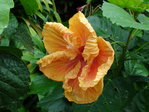  DSC05121 (700x525, 319Kb)