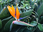  DSC05134 (700x525, 315Kb)