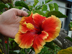  DSC05143 (700x525, 299Kb)