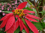  DSC05145 (700x525, 335Kb)