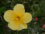  DSC05156 (700x525, 253Kb)