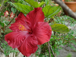  DSC05157 (700x525, 320Kb)