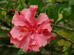  DSC05171 (700x525, 265Kb)