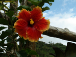  DSC05191 (700x525, 273Kb)