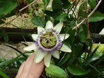 DSC05195 (700x525, 327Kb)