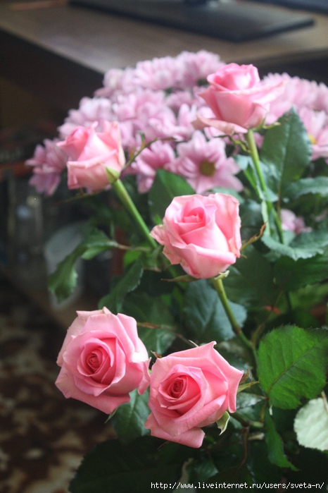 IMG_6046 (466x700, 242Kb)
