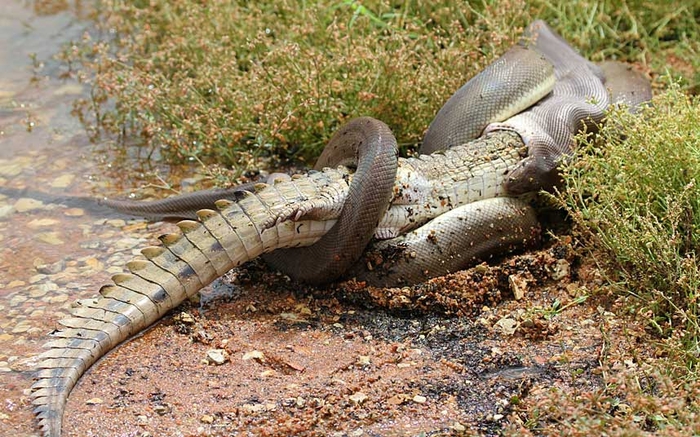 Змея заглатывает крокодила