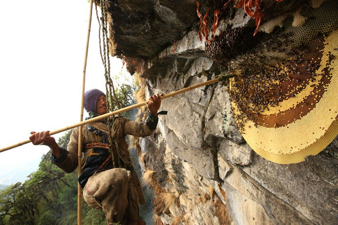 caçadores de mel Nepal 8 foto (690x460, 353kb)