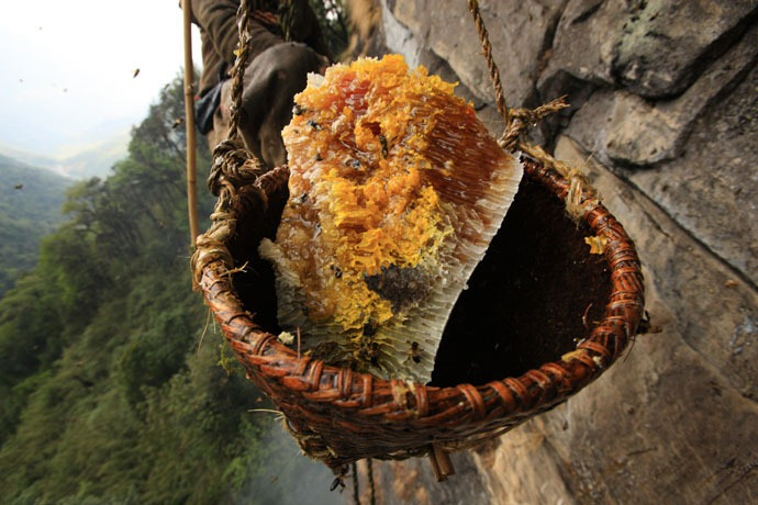 caçadores de mel Nepal 10 foto (690x460, 307Kb)