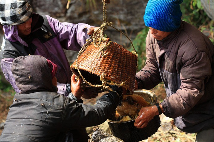 caçadores de mel Nepal 12 foto (690x460, 332KB)
