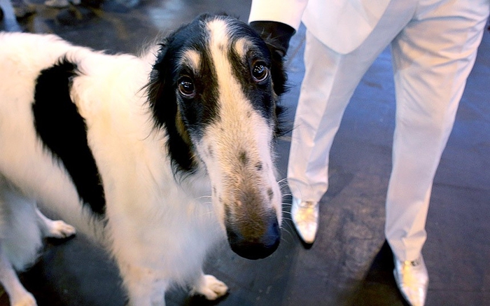 Крупнейшая в мире выставка собак Крафт