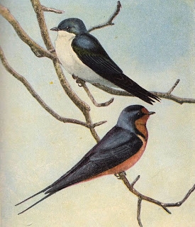 1birdswallows001 (275x320, 78Kb)