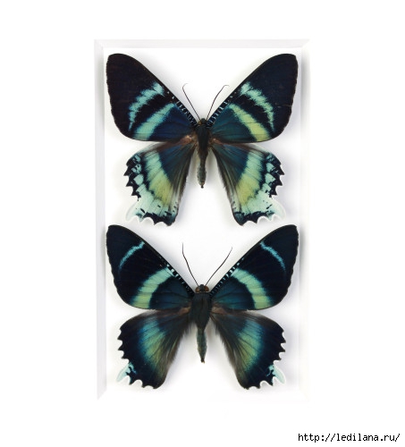 Christopher Marley бабочки2 (453x500, 71Kb)
