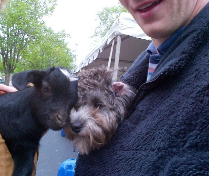 1394461413_funny_animals_20140307_03715_016 (700x588, 447Kb)
