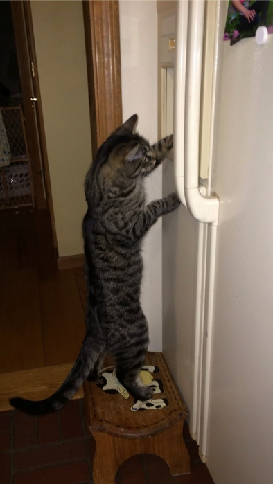 1394461418_funny_animals_20140307_03715_001 (394x700, 202Kb)