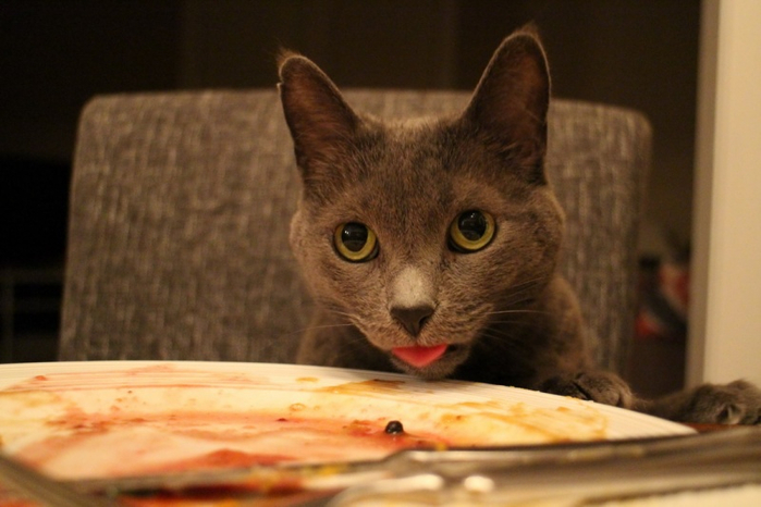1394461432_funny_animals_20140307_03715_006 (700x466, 284Kb)