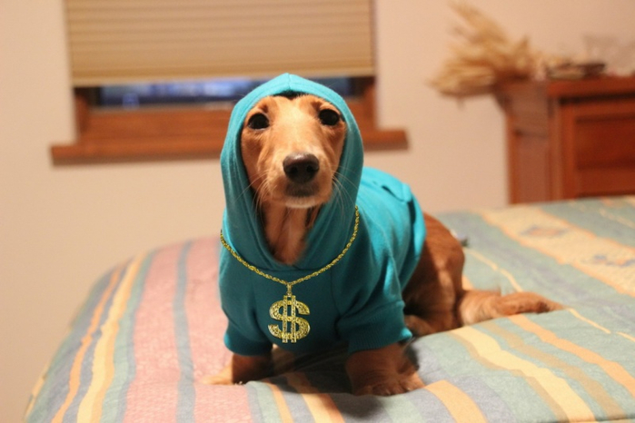 1394461458_funny_animals_20140307_03715_010 (700x466, 265Kb)