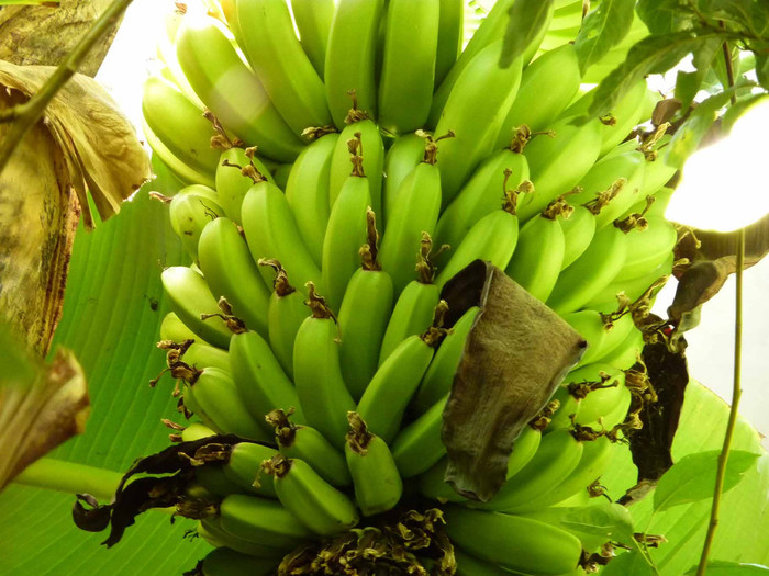 2627134_bananas_05 (700x525, 132Kb)