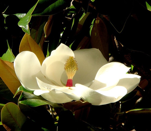 magnolia_tsvetok_1 (700x635, 137Kb)