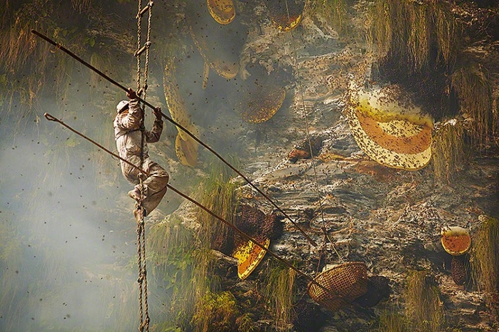 Охота за мёдом непальским народом Гурунгом