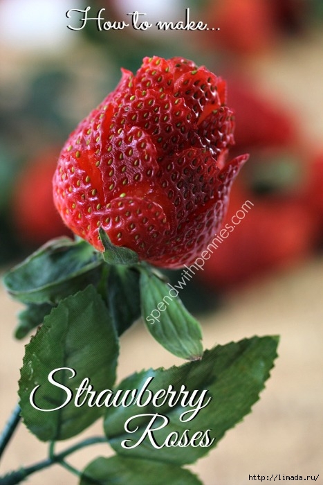 strawberry-roses-single (467x700, 195Kb)
