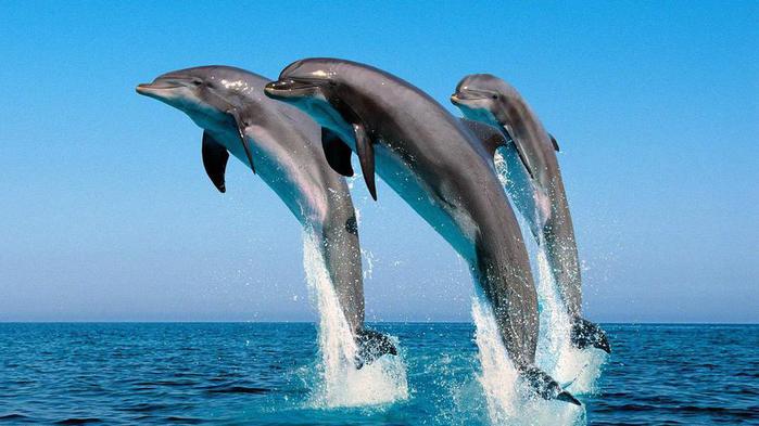 ocean_life_wallpapers_106-1600x900 (700x393, 44Kb)