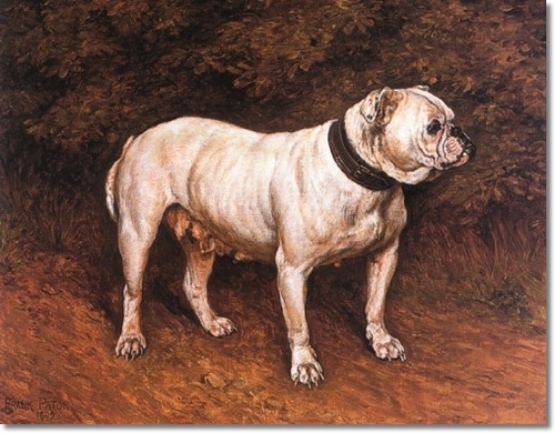 frank-patton-white-bulldog (500x390, 74Kb)