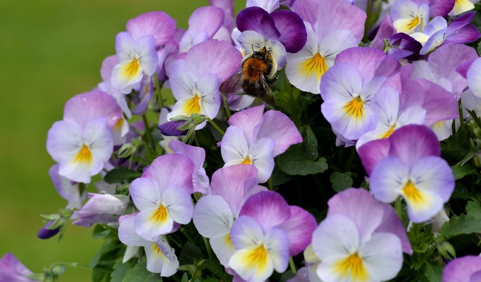 2835299_Nature___Flowers_Bouquet_Viola_violets__pansies_066247_27 (700x410, 128Kb)