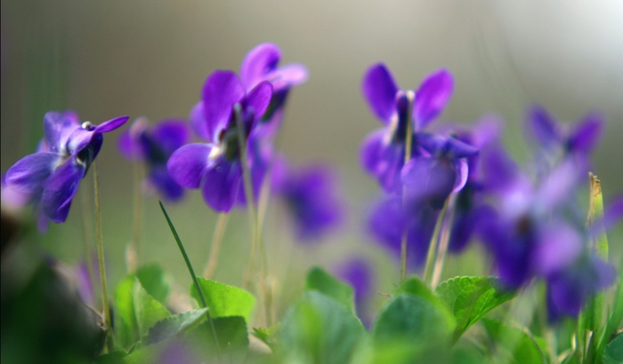 2835299_Nature___Flowers_Violets_032942_27 (700x410, 83Kb)