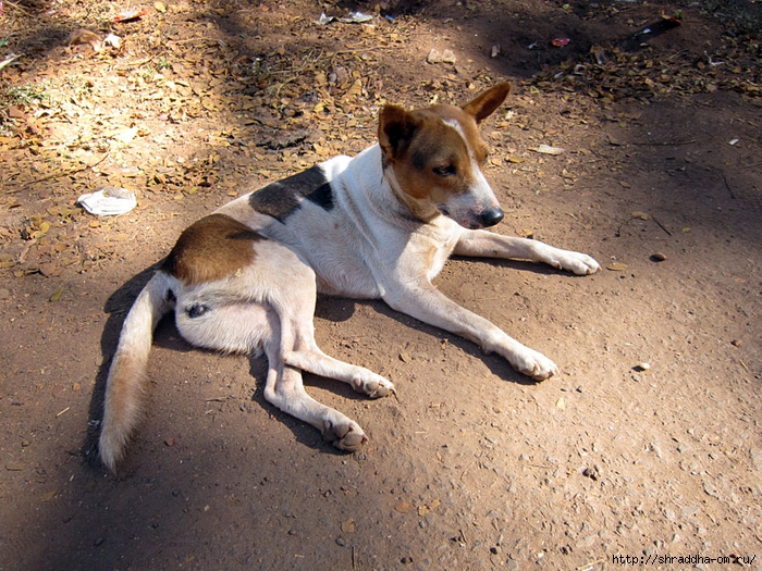 India Goa 2014 (146) (700x525, 418Kb)