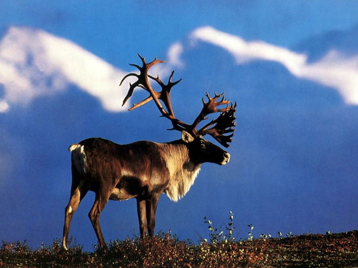 winter-caribou-wallpaper-1600x1200 (700x524, 355Kb)