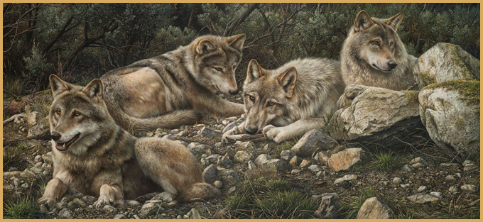 1343238768-Denis-Mayer Jr-Forever-Wild-Ltd-Edition-Giclee (680x313, 341Kb)