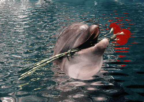 ------- - ------дельфин в воде держит гвоздики (500x355, 2946Kb)
