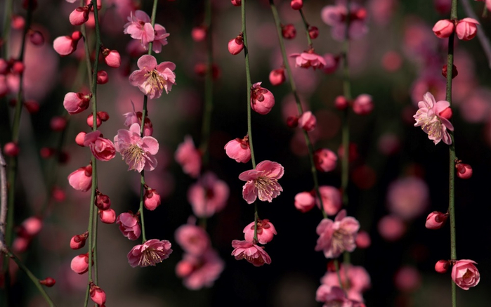 4381355-R3L8T8D-1000-sakura-blossom-awesome-spring-flowers-nature_179469 (700x437, 258Kb)