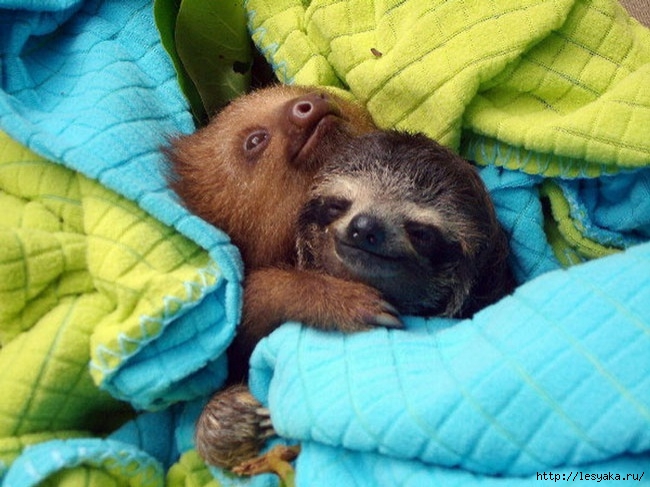 4229205-R3L8T8D-650-loving-animals-using-each-other-as-pillows-my-heart-has-melted-completely-3 (650x487, 207Kb)