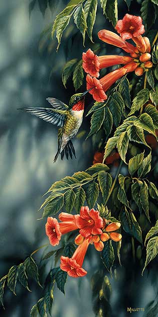 ruby-throated-hummingbird-art-print-summer-by-rosemary-millette-1593707041 (315x630, 39Kb)