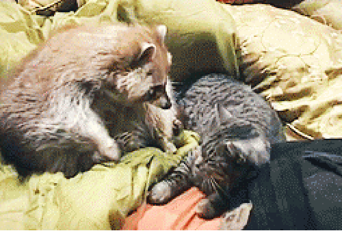 http://img0.liveinternet.ru/images/attach/c/10/112/229/112229604_raccoon_hugs_cat_Banjo_and_Buddy_.gif