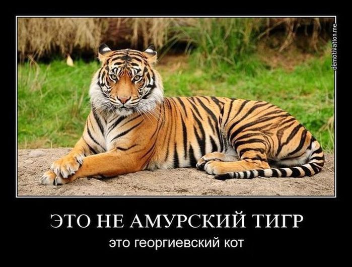 [Зображення: 112349808_tigr.jpg]