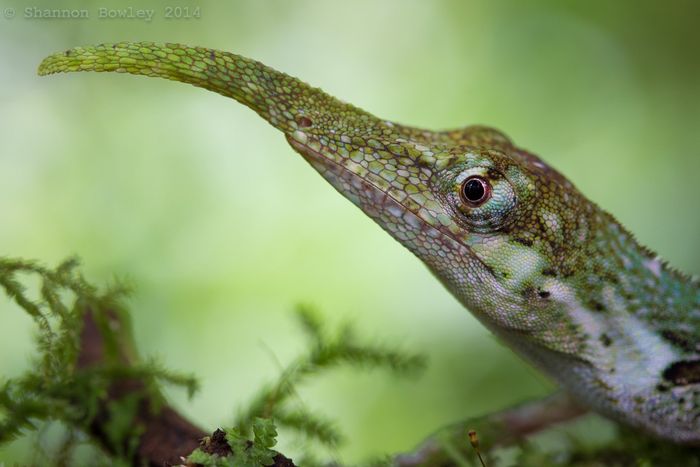 iguanacnosom (700x467, 44Kb)