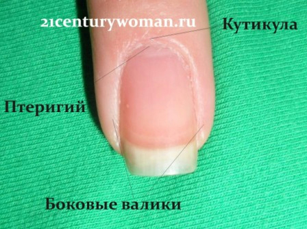 Как сделать понижающий редуктор для мотоблока своими руками: видео, чертежи Как нарисовать дельфина поэтапно карандашом? Как нарисовать дельфина