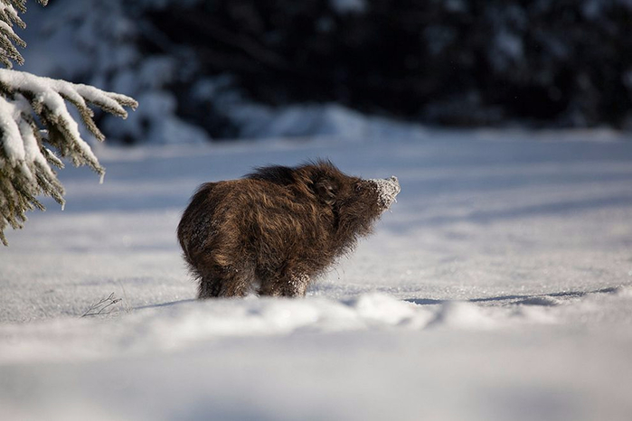 samye-krasivye-foto-zhivotnyh-zimoj-16 (700x466, 222Kb)