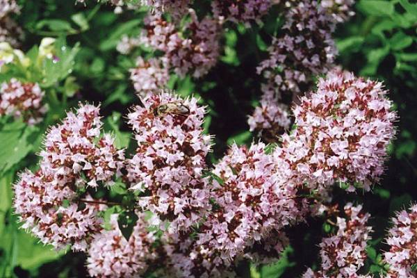 масло душицы орегано 1 (600x400, 278Kb)