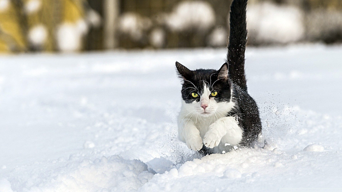 Снежные коты (20 фото)