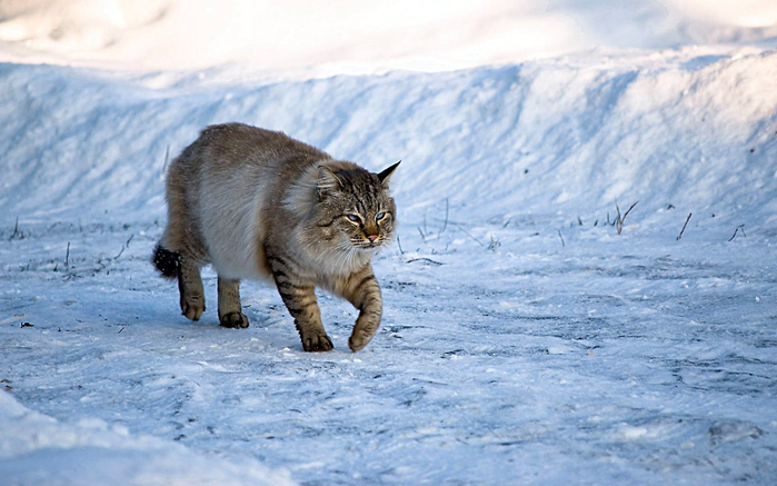 Снежные коты (20 фото)