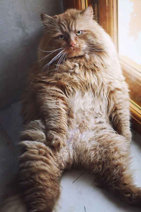 5420033_20152004123554 (466x700, 207Kb)
