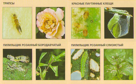 Болезни розы описание с фотографиями и способы лечения садовой