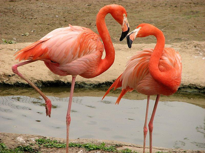 Rozovyy-flamingo-Neobyknovennaya-zhizn-obyknovennoy-pticy (700x525, 422Kb)
