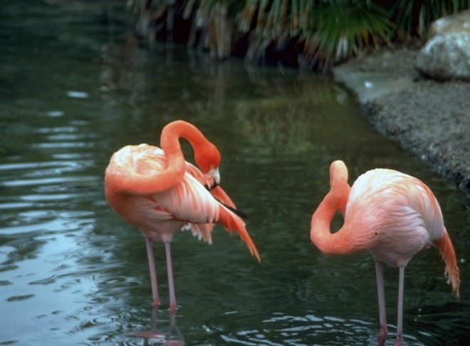 zapovednik-flamingo-v-dubai13 (660x486, 227Kb)